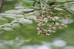 Dalbergia paniculata
